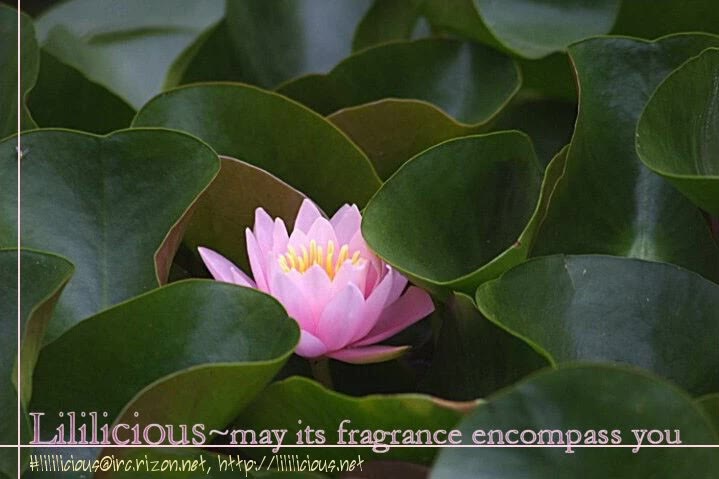 Lily White chapter 5 page 9