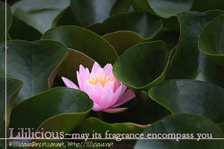 Renai Joshika chapter 1 page 42