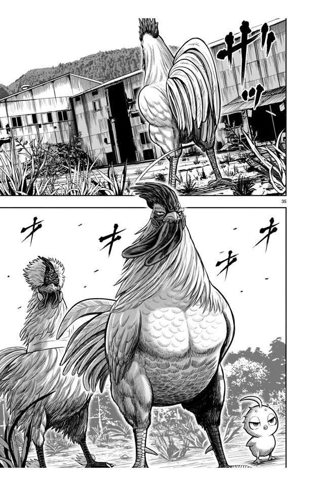 Rooster Fighter chapter 21 page 35